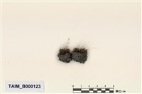 藏品(牛毛苔屬)的圖片